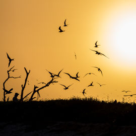 Biodiversity of the Dry Tortugas